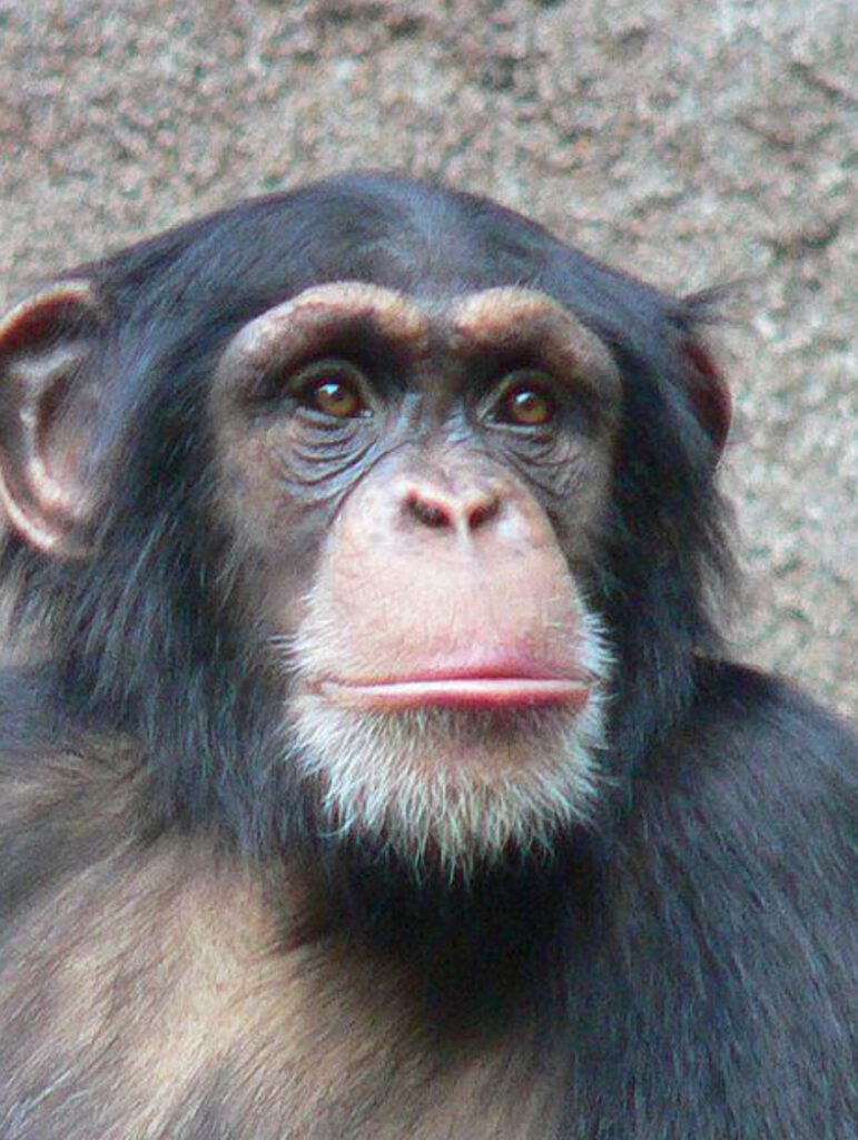 serious monkey 2 Serious Agent