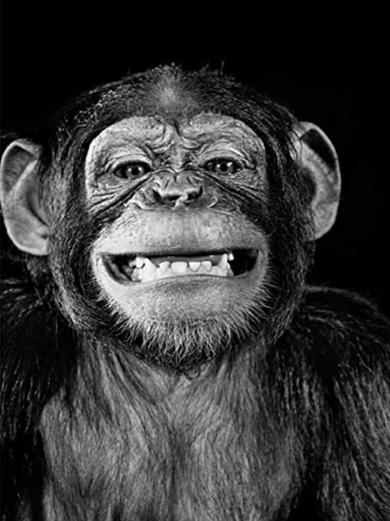 smiling monkey2